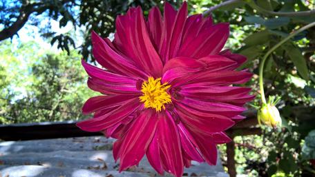 Vibrant Dalia in Nature's Embrace wallpaper