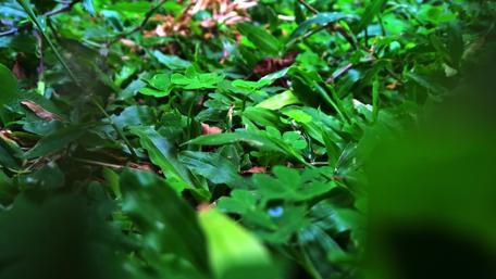 Lush Greenery Awaits You wallpaper