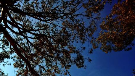 Majestic Branches Against a Bright Sky wallpaper