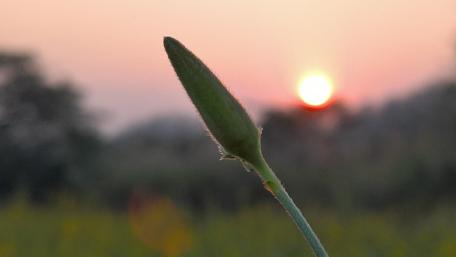 Elegant Sunset Over Nature's Delicate Buds wallpaper