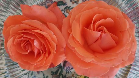 Elegant Coral Roses in Blooming Beauty wallpaper