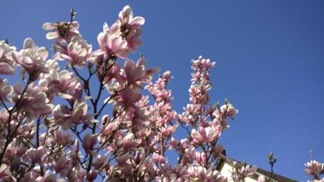 Magnolia Blooms Under Clear Skies wallpaper