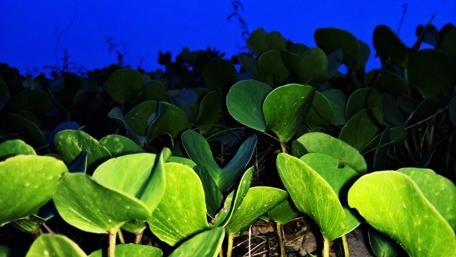 Serene Greenery at Nellore Beach wallpaper