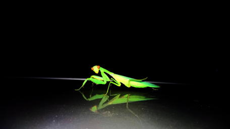 Vibrant Green Mantis in Shadowy Reflection wallpaper