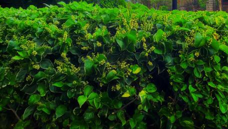 Lush Greenery Embracing Nature's Beauty wallpaper