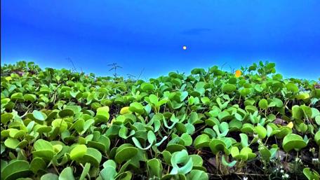 Vibrant Greenery Under a Blue Sky wallpaper