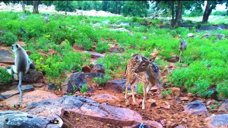 Sri Venkateswara National Park wallpaper