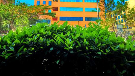 Vibrant Cityscape with Lush Greenery wallpaper