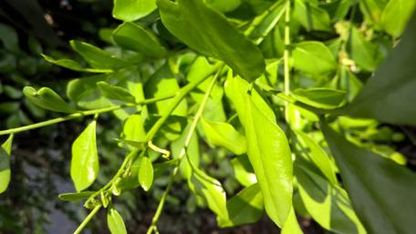 Vibrant Green Leaves in Nature's Embrace wallpaper
