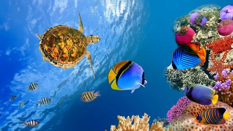 Vibrant Underwater Oasis wallpaper