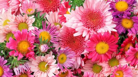 Vibrant Floral Harmony for Your Space wallpaper