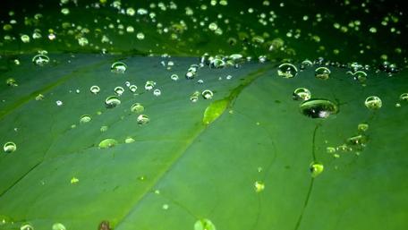 Nature's Dewy Embrace wallpaper