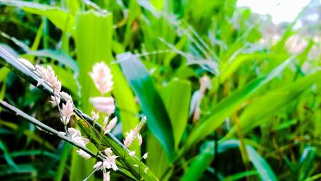 Lush Greenery in Nature's Embrace wallpaper