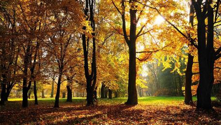 Golden Autumn Glow in the Forest wallpaper