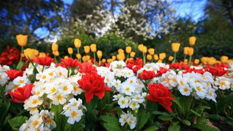 Vibrant Floral Bliss in a Garden Dream wallpaper