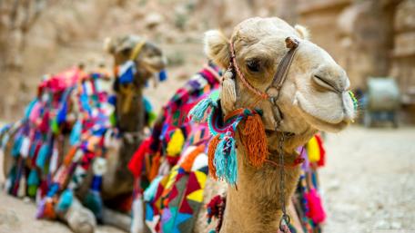 Colorful Camels in Desert Landscape Wallpaper wallpaper
