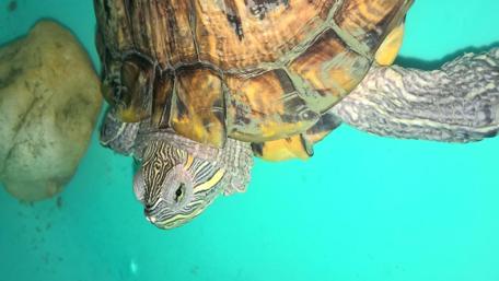 Serene Underwater Turtle Scene wallpaper