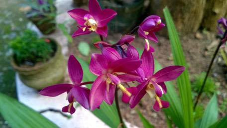 Vibrant Orchid Blooms in Nature's Embrace wallpaper