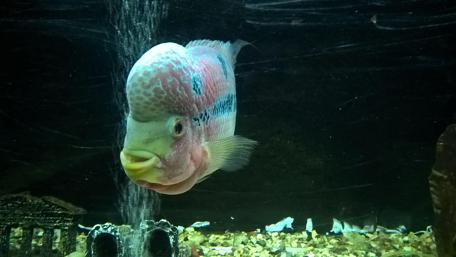 Vibrant Underwater Fish in 4K Quality wallpaper