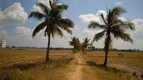 Breathtaking Path Through Lush Fields and Palm Trees wallpaper