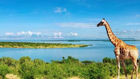 Majestic Giraffe Against a Serene Landscape wallpaper