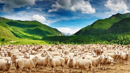 Serene Sheep Grazing in Lush Nature wallpaper