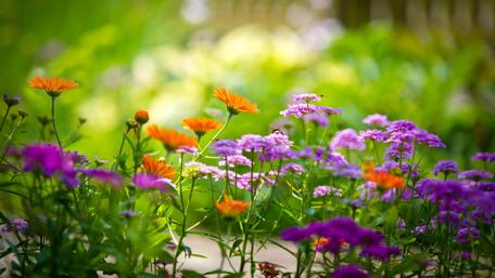 Vibrant Flower Garden in Full Bloom wallpaper