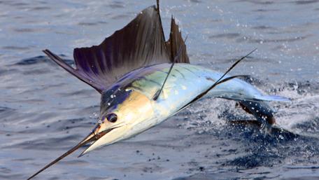 Majestic Marlin Leaping Through Waves wallpaper