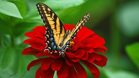 Vibrant Butterfly on Red Flower wallpaper