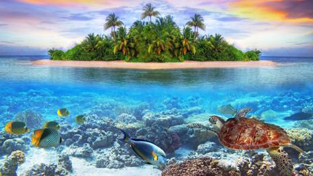 Tropical Paradise Underwater Adventure wallpaper