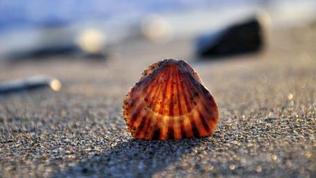 Shell Beauty on the Shoreline wallpaper