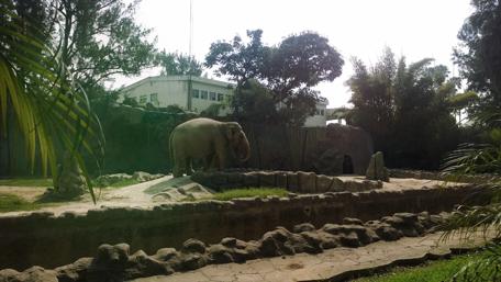 Majestic Elephant in a Serene Zoo Setting wallpaper
