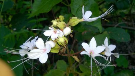Delicate White Blossoms Amidst Greenery wallpaper