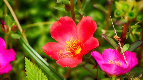 Vibrant Blossoms in Nature's Embrace wallpaper