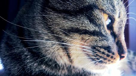 Majestic Gaze of a Tabby Cat wallpaper