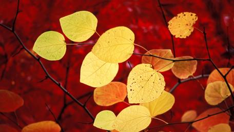 Vibrant Red Leaves in Autumn Glow wallpaper