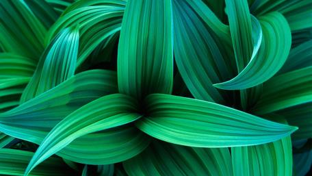 Lush Green Leaves for Nature Lovers wallpaper