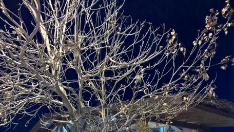 Intricate Silhouette of a Tree Against Night Sky wallpaper