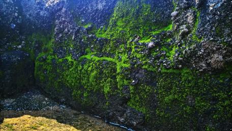 Lush Green Moss on Stone Surface wallpaper