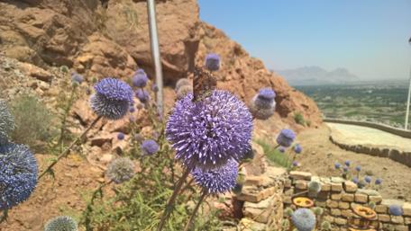 Majestic Flowers with Mountain Backdrop wallpaper