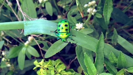 Vibrant Green Beetle on a Leaf in Nature wallpaper