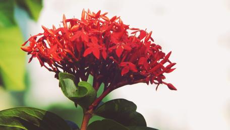 Vibrant Red Flower Burst wallpaper