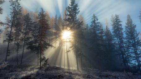 Winter's Dawn Radiance in the Forest wallpaper
