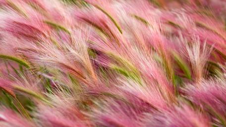 Gentle Breeze Overflowering Fields wallpaper