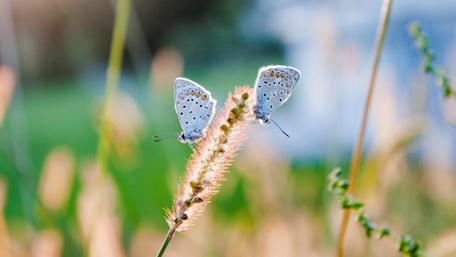 Delicate Butterflies on a Vibrant Meadow Grass wallpaper