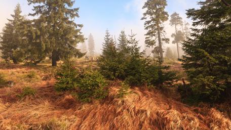 Serene Pine Forest in Misty Morning Light wallpaper
