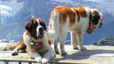 Majestic St. Bernards in Mountain Landscape wallpaper