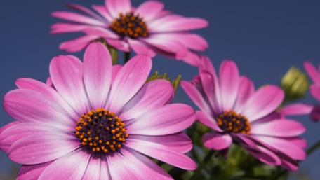 Vibrant Pink Flowers in Bloom wallpaper
