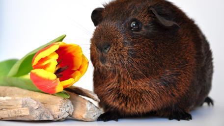 Charming Guinea Pig with Bright Tulip Flower wallpaper