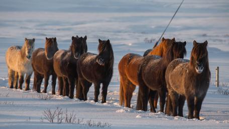 Wild Horses in Winter Wonderland wallpaper